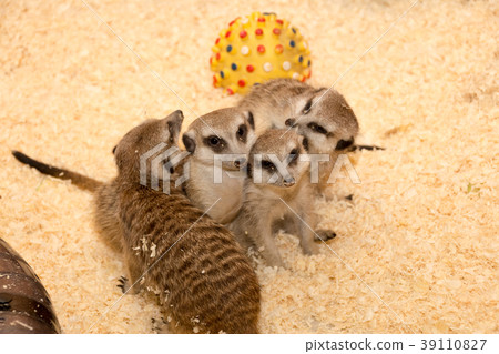 A few meerkats in the petting zoo A few meerkats in the petting zoo 39110827