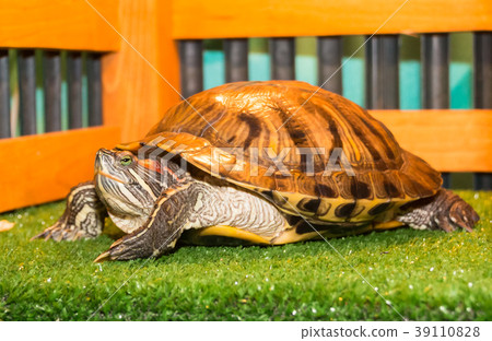 the little turtle with green eyes in the petting the little turtle with green eyes in the petting 39110828