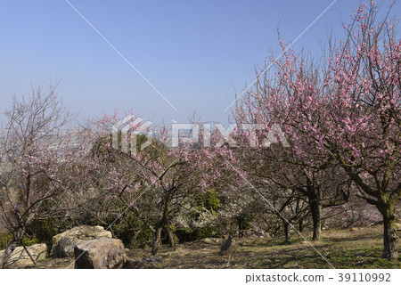 Spring image / plum 39110992