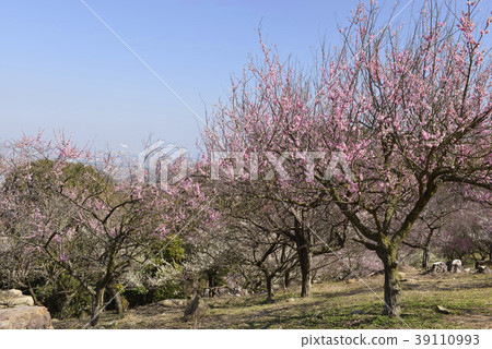 Spring image / plum 39110993