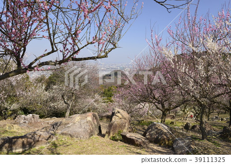 [兵庫縣辰野市] Umebayashi和Harima鎮 39111325