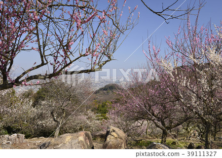 [兵庫縣辰野市] Umebayashi和Harima鎮 39111327