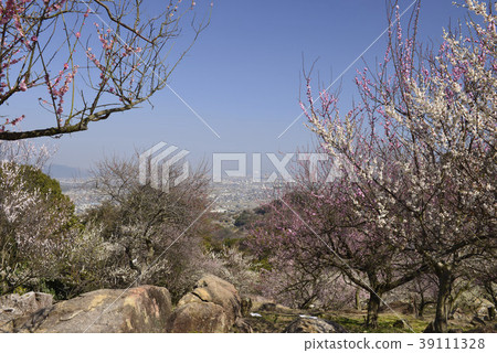 [兵庫縣辰野市] Umebayashi和Harima鎮 39111328