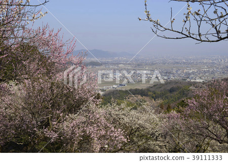 [Hyogo Prefecture Tatsuno City] Town of Umebayashi and Harima 39111333
