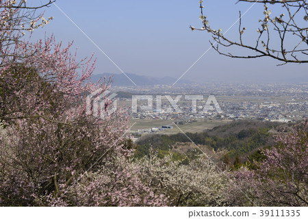 [Hyogo Prefecture Tatsuno City] Town of Umebayashi and Harima 39111335