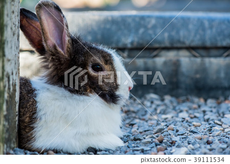 Rabbit, lovely animal and pet in the garden 39111534