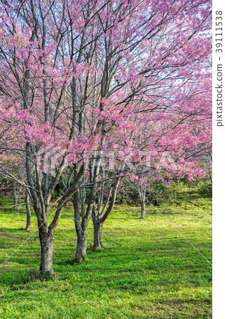 Wild Himalayan cherry blossom forest Wild Himalayan cherry blossom forest 39111538