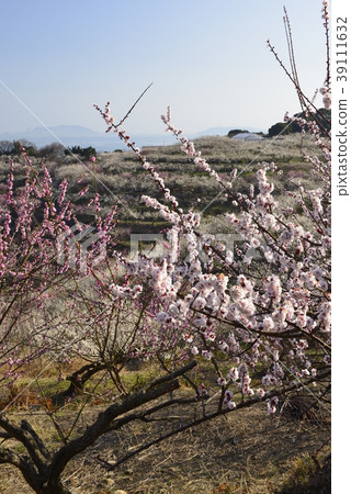 [Hyogo Prefecture Tatsuno City] Umebayashi plum trees 39111632