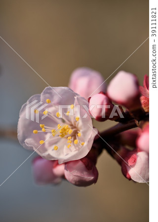 杏子 杏子 39111821