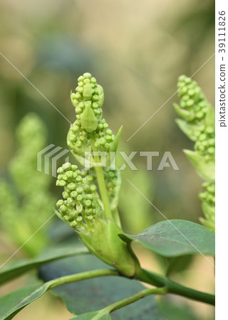 Aoki _ male flower bud Aoki _ male flower bud 39111826