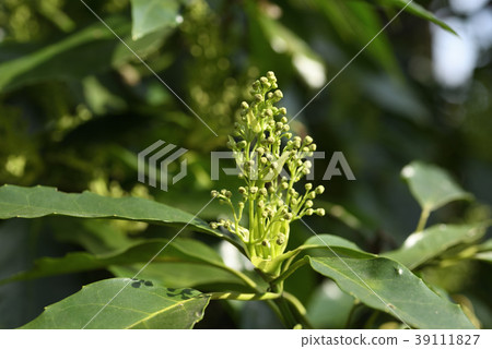 Aoki _ male flower bud 39111827