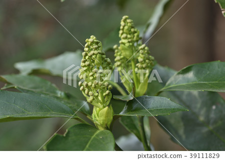 Aoki _ male flower bud 39111829