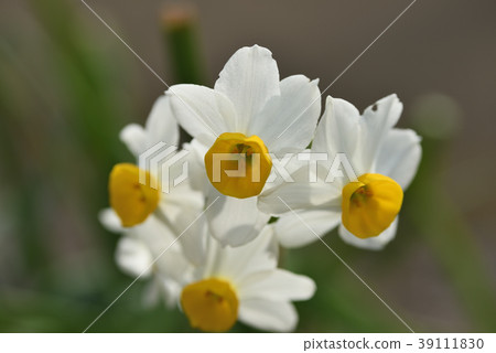 Narcissus (Fuso blooming narcissus) 39111830