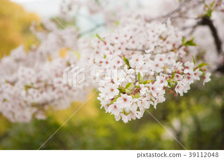 Sakura image 39112048