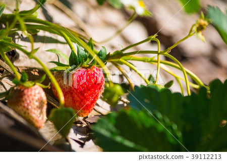 Close-up of strawberries with white flower Close-up of strawberries with white flower 39112213