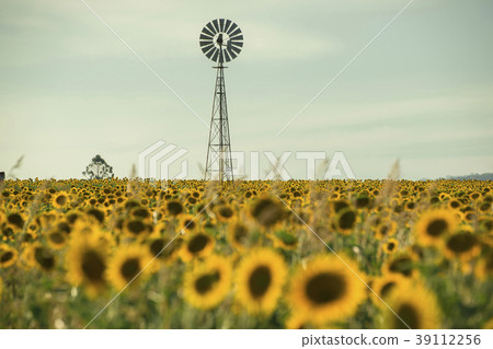 Sunflowers and a windmill in a field Sunflowers and a windmill in a field 39112256