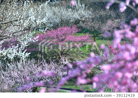 Bairin（吉野川市美里德島縣） 39112419