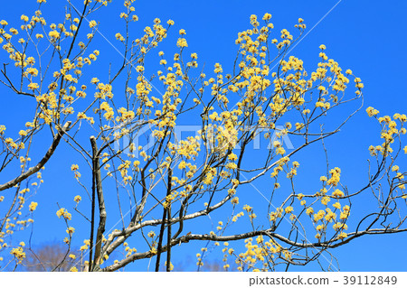 A flower of Sanshui that shines in the blue sky Koganei Park 39112849