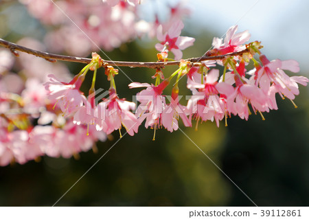 Okame Zakura Flower Koganei Park 39112861