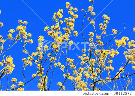 A flower of Sanshui that shines in the blue sky Koganei Park 39112872