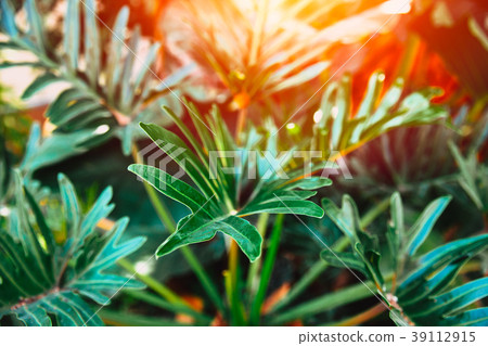 Green tropical leaves plant in the jungle forest Green tropical leaves plant in the jungle forest 39112915