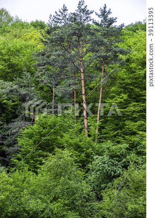 pines in deciduous forest pines in deciduous forest 39113395