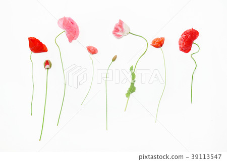 poppy flowers poppy flowers 39113547