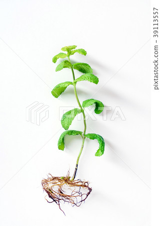 mint plant on the white background 39113557