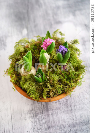 young multicolored hyacinth young multicolored hyacinth 39113788