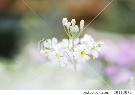 報春花 39113972