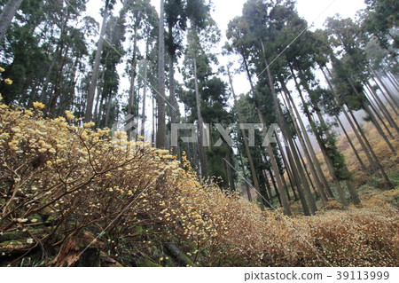 Mitsumata集團 Mitsumata集團 39113999