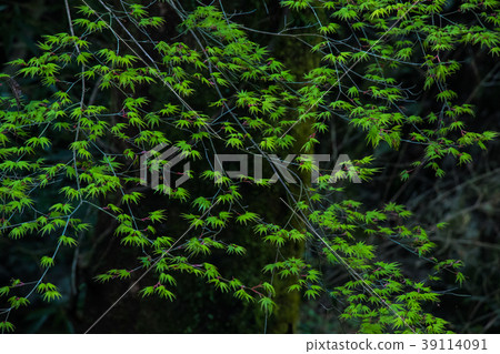 新鮮的綠色楓樹 39114091