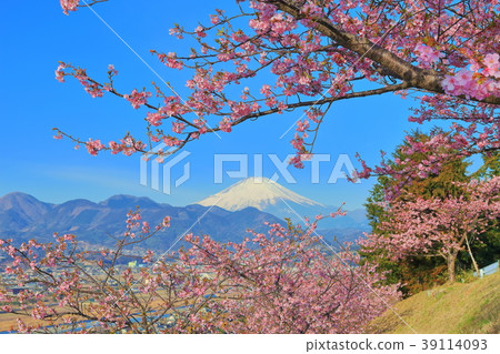Mt. Fuji and Matsuda Sakura Festival 39114093