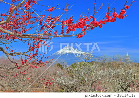 Iwamotoyama Park Baien和富士山 39114112