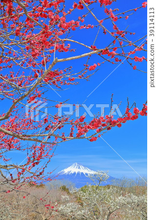 Iwamotoyama Park Baien和富士山 39114113