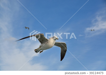 在藍天的海鷗飛行 在藍天的海鷗飛行 39114473