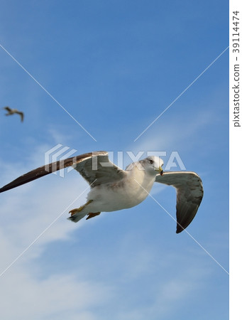 在藍天的海鷗飛行 39114474