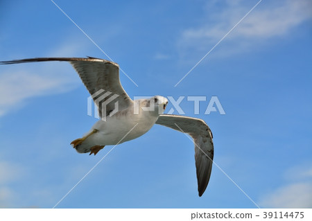 在藍天的海鷗飛行 39114475
