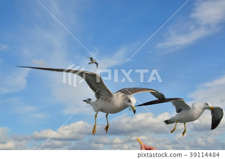 Seagull flying in the blue sky Seagull flying in the blue sky 39114484
