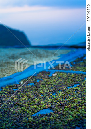 Fresh coffee seed on Doi Chang Moob. 39114520