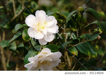 Kotohana figure winding (clothing gap 1) Kotohana figure winding (clothing gap 1) 39114609