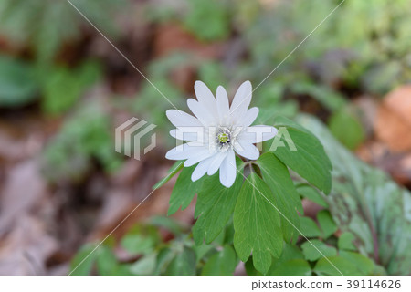 Azumaichige Azumaichige 39114626