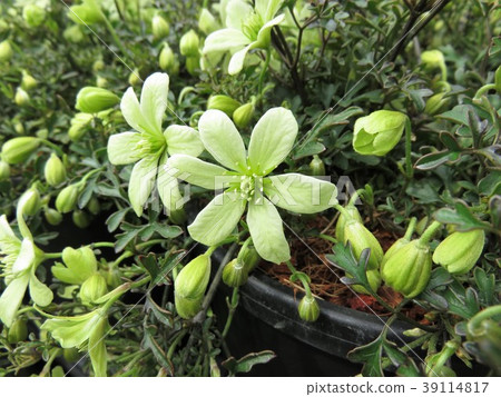 Clematis Petri A 39114817