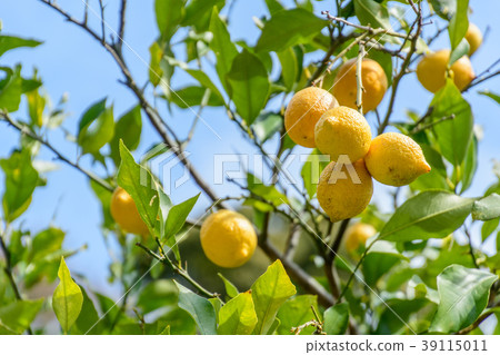 Lemon Lemon 39115011