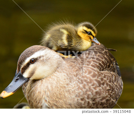 Kargamo父母和孩子3 39115048