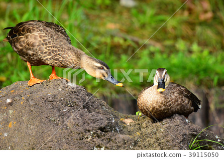 Kalgamo的方法 39115050