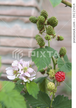 黑莓果實 黑莓果實 39115414