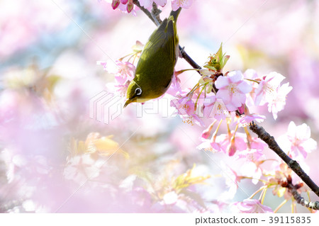 Kawazu Sakura and White-eye in the early spring Kawazu Sakura and White-eye in the early spring 39115835