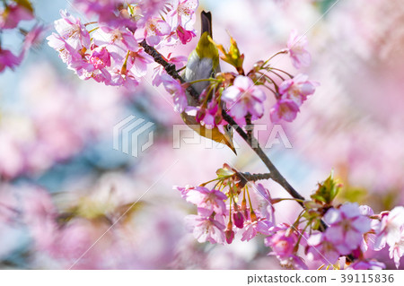 Kawazu Sakura and White-eye in the early spring Kawazu Sakura and White-eye in the early spring 39115836