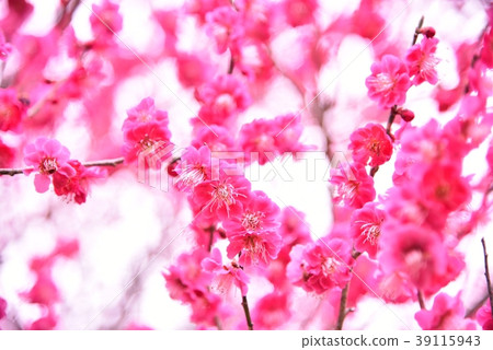 Plum blossom Plum blossom 39115943